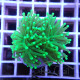 Euphyllia glabrescen green total euphy3698