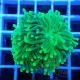 Euphyllia glabrescen green total euphy3698