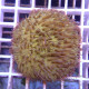 Fungia orange fungia294