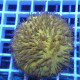 Fungia orange fungia294