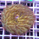 Fungia orange fungia299