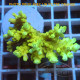 Acropora speciosa flaming sunrise acro7891