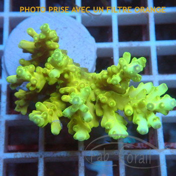 Acropora speciosa flaming sunrise acro7891