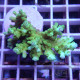 Acropora speciosa flaming sunrise acro7891