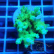 Acropora sp deepwater australie acro7900