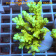 Acropora sp deepwater australie acro7901