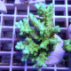 Acropora sp deepwater australie acro7901