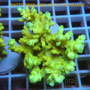 Acropora sp deepwater australie acro7902