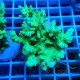 Acropora sp deepwater australie acro7902