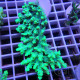 Acropora sp deepwater australie acro7903