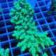 Acropora sp deepwater australie acro7903