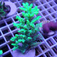 Acropora aculeus australie acro7904