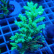 Acropora aculeus australie acro7904