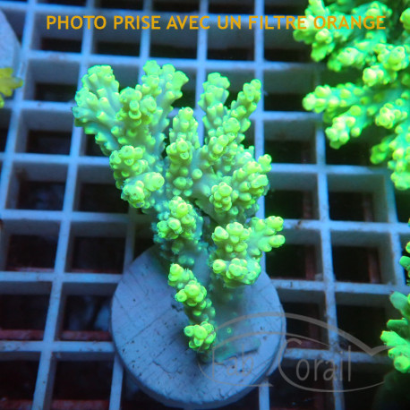 Acropora aculeus australie acro7905