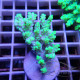 Acropora aculeus australie acro7905