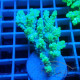 Acropora aculeus australie acro7905