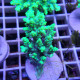 Acropora aculeus australie acro7906