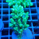 Acropora aculeus australie acro7906