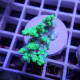 Acropora aculeus australie acro7907