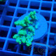 Acropora aculeus australie acro7907