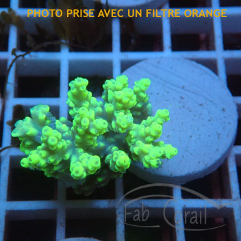 Acropora aculeus australie acro7910