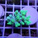 Acropora aculeus australie acro7910