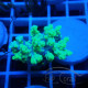 Acropora aculeus australie acro7910