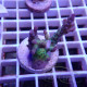 Acropora tenuis elevage local acro7912