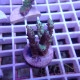 Acropora sp elevage local acro7913