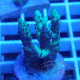 Acropora sp elevage local acro7913