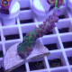 Acropora subulata elevage local acro7914