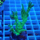 Montipora hirsuta monti1374