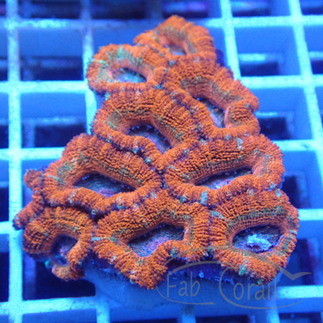 Acanthastrea lordhwensis AL2338