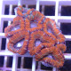 Acanthastrea lordhwensis AL2339