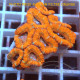 Acanthastrea lordhwensis AL2340