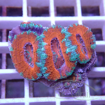 Acanthastrea lordhwensis AL2343