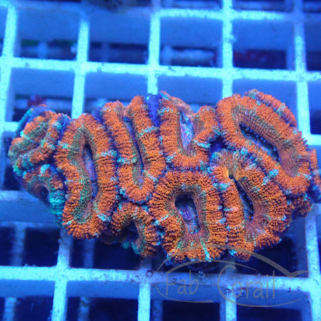 Acanthastrea lordhwensis AL2344