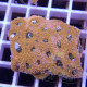 Acanthastrea echinata echinata101