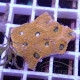 Acanthastrea echinata echinata102