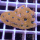 Acanthastrea echinata echinata103