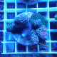 Acropora spathulata Australie acro7672