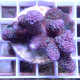 Acropora spathulata Australie acro7672