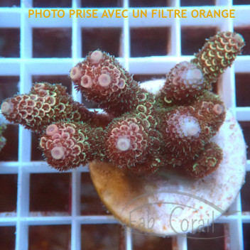 Acropora spathulata Australie acro7916