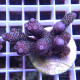 Acropora spathulata Australie acro7916