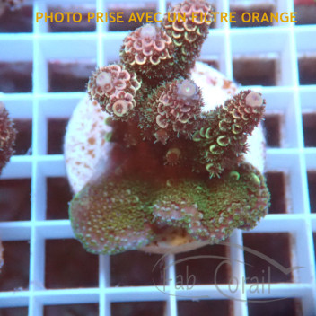 Acropora spathulata Australie acro7918