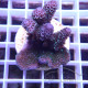 Acropora spathulata Australie acro7917