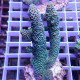 Acropora spathulata Australie acro7919