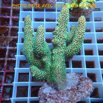 Acropora spathulata Australie acro7920