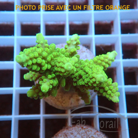 Acropora suharsonoi Indonésie acro7876