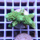 Acropora suharsonoi Indonésie acro7876